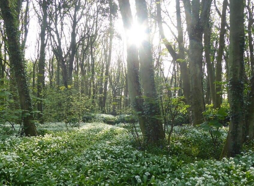 Waldbaden zur Sonnenwende